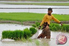 Gagal Panen, Petani di Kudus Diusulkan Bantuan Benih