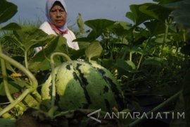 Kebutuhan Buah Jelang Ramadhan