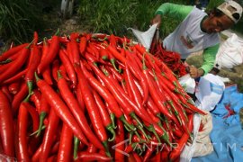 Harga cabai merah besar berpeluang terus naik