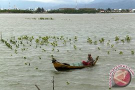Nelayan Kepiting Bakau