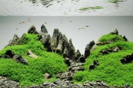 Percantik Rumah Dengan Aquascape