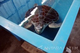 Pecinta Satwa Khawatirkan Perburuan penyu oleh Nelayan