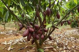 Petani Lampung berharap harga kakao bertahan tinggi  