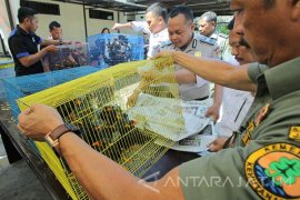 Burung Beo Kalimantan Tidak Berdokumen