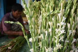 Permintaan Bunga Sedap Malam Meningkat