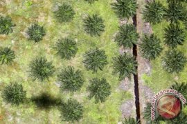 Penurunan Bea Keluar Ekspor CPO