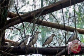 TSI Lepasliarkan Jalak Putih Tingkatkan Populasi