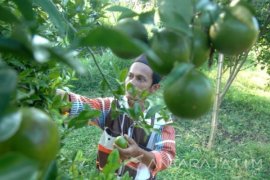 Harga Jeruk Turun
