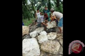 Harga karet di Jambi turun Rp500 per kilogram