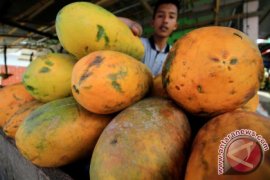 Kelangkaan Buah Pepaya