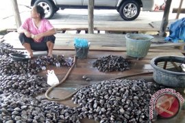 Warga Singkil panen lokan selama Ramadhan