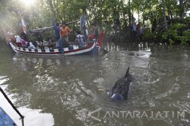Paus Pilot Terdampar di Probolinggo
