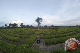 Kebun Raya Beri Dampak Positif Bagi Banjarbaru