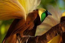 Keindahan cendrawasih hiasi sepatu seri Papua