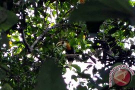 Wisatawan Asing Banyak Berkunjung Ke Hutan Malagufuk