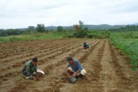  TNI Bantu Warga Rambah 919 Tongkol Bibit Jagung Hibrida Premium