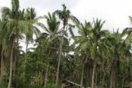 Dinas Perkebunan Indragiri Hilir Miliki KTPA