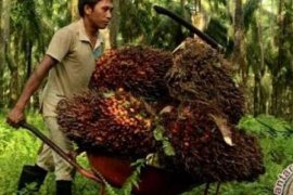 Sepekan Jelang Lebaran Harga Sawit Riau Turun Rp33,82 per Kg