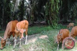 Tanah Bumbu Tingkatkan Pupulasi Sapi