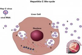 Hepatitis kini lebih mematikan dari AIDS dan TBC
