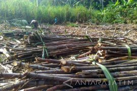Dishutbun: Kadar Gula Tebu di Bojonegoro Turun
