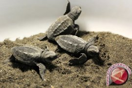 Ribuan Wisatawan Kunjungi Penangkaran Penyu Pariaman