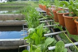 Diskanla Probolinggo Terapkan Budidaya Hemat Air "Bumina-Yumina"