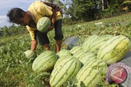 Buah-buahan jadi andalan ekspor Aceh
