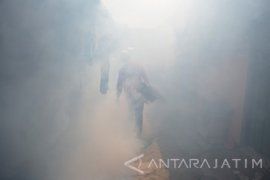 12 Warga Situbondo Terjangkit Penyakit Chikungunya