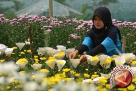 Istri Wapres kunjungi kebun krisannya di Malino
