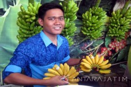 PTPN XII Ekspor Pisang Mas "Kirana" ke Tiongkok