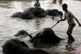 Libur Lebaran, TNWK Lampung Timur Tawarkan Empat Paket Hiburan Gajah