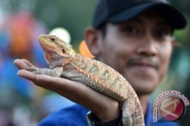 Edukasi Komunitas Pencinta Reptil