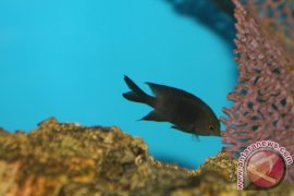 HST Regent first harvests pepuyu fish cultivation