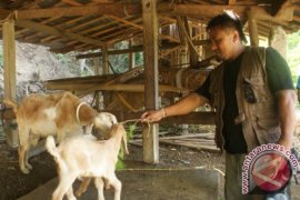 "Menabung" Kambing Untuk Kesejahteraan Masa Tua