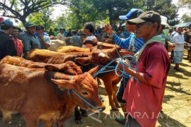 Harga Sapi di Bojonegoro Stabil 