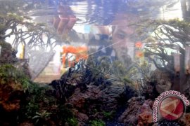Usaha tanaman hias di Denpasar menjanjikan
