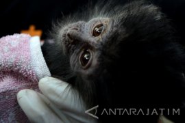 Penyelamatan Perdagangan Satwa Liar