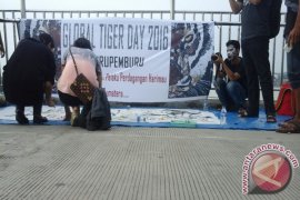 Anak muda Jambi kampanye lestarikan Harimau Sumatera
