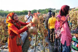 Gresik Punya Wisata Petik Buah dan Sayur