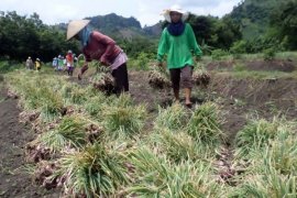 Petani Krondonan Bojonegoro Belum Tanam Bawang Merah