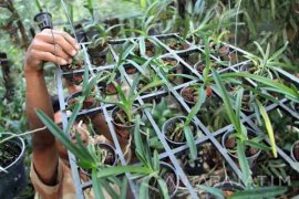 Budidaya Anggrek Tradisional