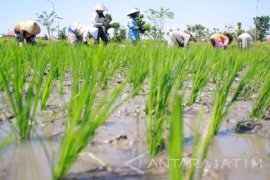 Dinas Pertanian Tulungagung Antisipasi Perubahan Pola Tanam