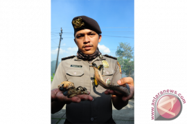 Binatang Terbakar di Lahan Gambut