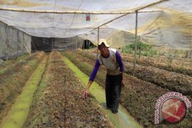 Pengembangan Bawang Tabalong Kurang Memuaskan Akibat Hujan