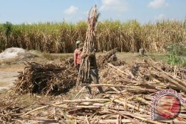 Petani Kudus Dilatih Teknik Budi Daya Tebu