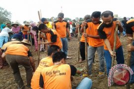 13 NAPI IKUTI TANAM PADI