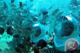 Penanaman Terumbu Karang Sanur