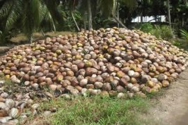 Disbun: Kelapa Berperan Penting Bagi Perekonomian Inhil Page 6 Small