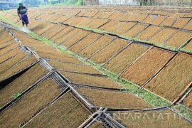 Harga Tembakau Rajangan Petani